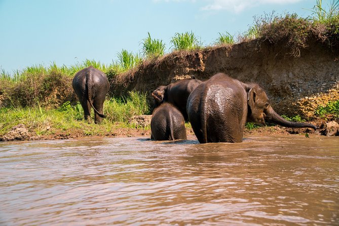 11 Day Tuk Tuk Adventure in Northern Thailand - Elephants and bamboo rafting on day two