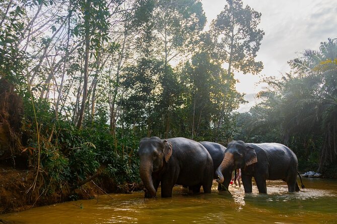 2-Hour Guided Eco-Tour & Transfer to Khaolak Elephant Sanctuary - Key points to know before booking