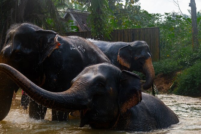 2-Hour Guided Eco-Tour & Transfer to Khaolak Elephant Sanctuary - A closer look at the Khao Lak elephant experience
