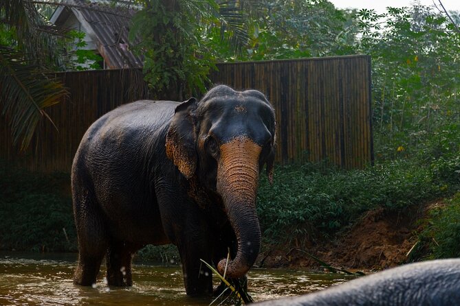 2-Hour Guided Eco-Tour & Transfer to Khaolak Elephant Sanctuary - Free photography is a useful extra