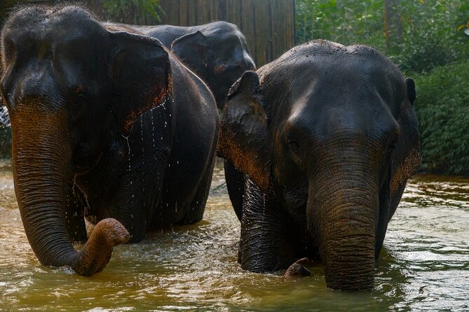 2-Hour Guided Eco-Tour & Transfer to Khaolak Elephant Sanctuary - Pickup, meeting point, and practical planning