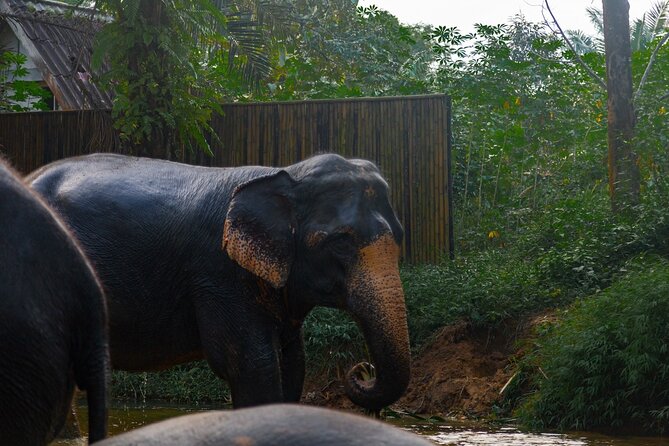 2-Hour Guided Eco-Tour & Transfer to Khaolak Elephant Sanctuary - River, mud, and the no-touch policy