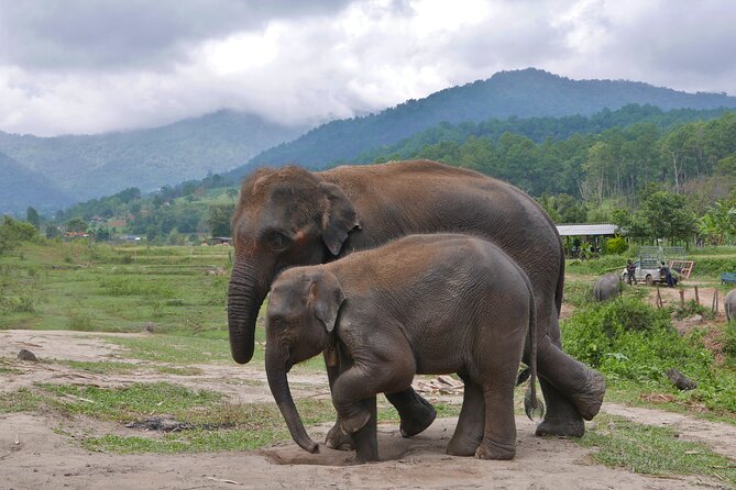 3-in-1: Doi Inthanon Tour, Elephant Sanctuary, and Trekking Trail - Reaching Doi Inthanon at 2,565 meters