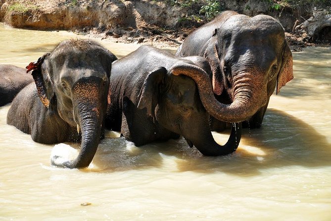 3-in-1: Doi Inthanon Tour, Elephant Sanctuary, and Trekking Trail - Meeting elephants at Living Green Foundation
