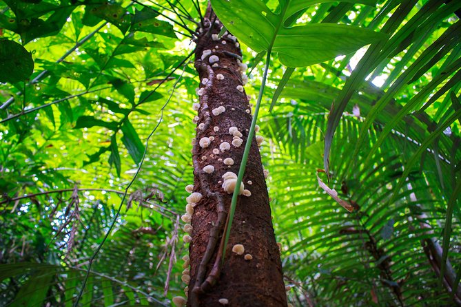 4-Waters Eco-Adventure Trip from Phuket Including Lunch - What the $119 price includes