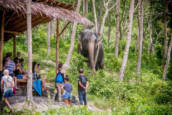 A Morning with the Elephants at Phuket Elephant Sanctuary - Why this elephant visit feels different