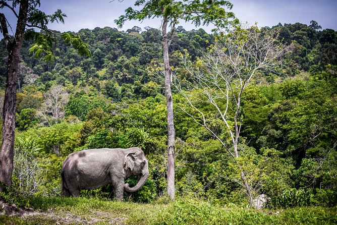A Morning with the Elephants at Phuket Elephant Sanctuary - The canopy walkway and photo opportunities