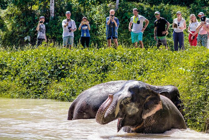 A Morning with the Elephants at Phuket Elephant Sanctuary - What the guides add to the morning