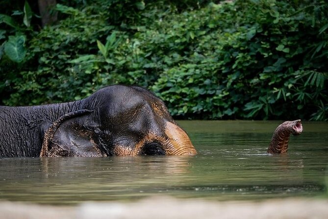 An Afternoon with the Elephants at Phuket Elephant Sanctuary - Why this sanctuary feels different