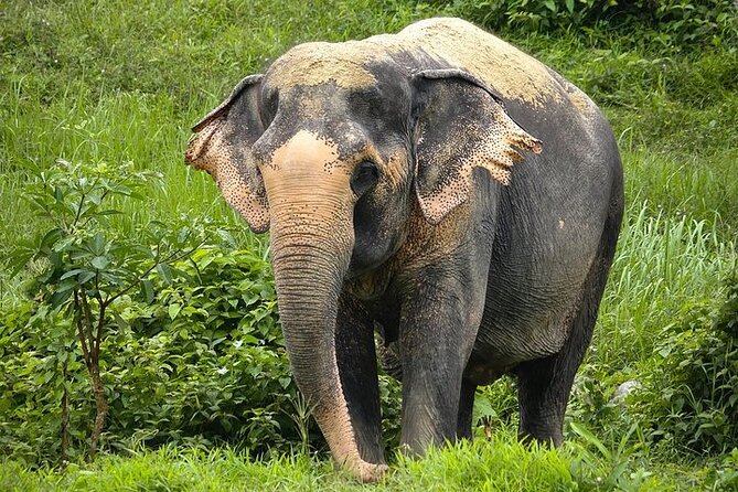An Afternoon with the Elephants at Phuket Elephant Sanctuary - Getting there for the 1:30 pm start