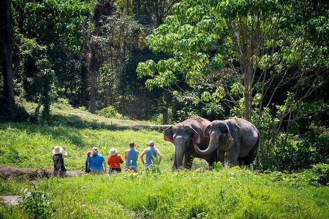 An Afternoon with the Elephants at Phuket Elephant Sanctuary - Walking the canopy route