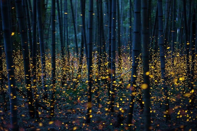 Bamboo Bicycle Tour in twilight: watch dancing Fireflies in Bangkok - Getting there, meeting up, and getting home