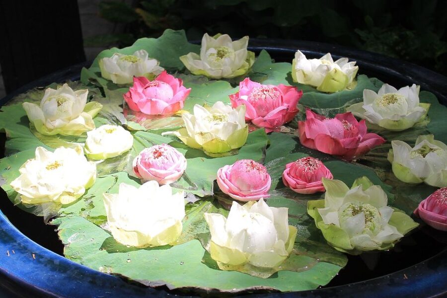 Bangkok: Jim Thompson House and Baan Krua Community Tour - Who will get the most from this tour