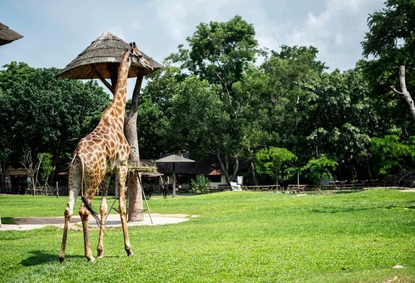 Bangkok/Pattaya: Khao Kheow Zoo Private Tour with Pickup - Key points at a glance
