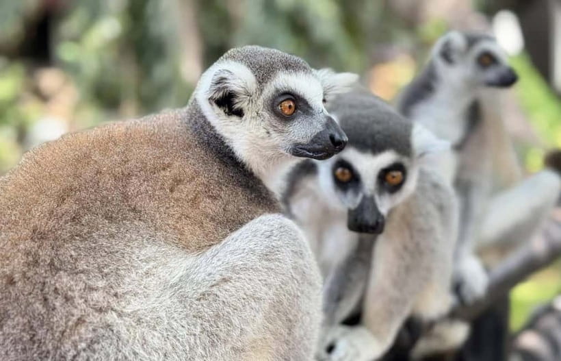 Bangkok/Pattaya: Khao Kheow Zoo Private Tour with Pickup - Food, comfort, and what to pack