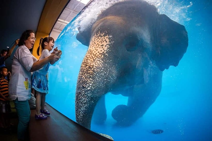 Bangkok/Pattaya: Khao Kheow Zoo Private Tour with Pickup - From your hotel to the zoo