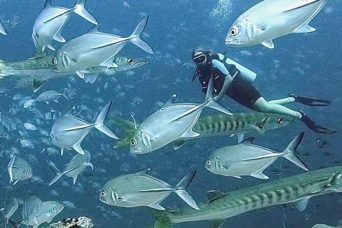 Become certified diver in 3 days - PADI Open Water Diver course on Koh Tao - Should you book the Koh Tao PADI course?