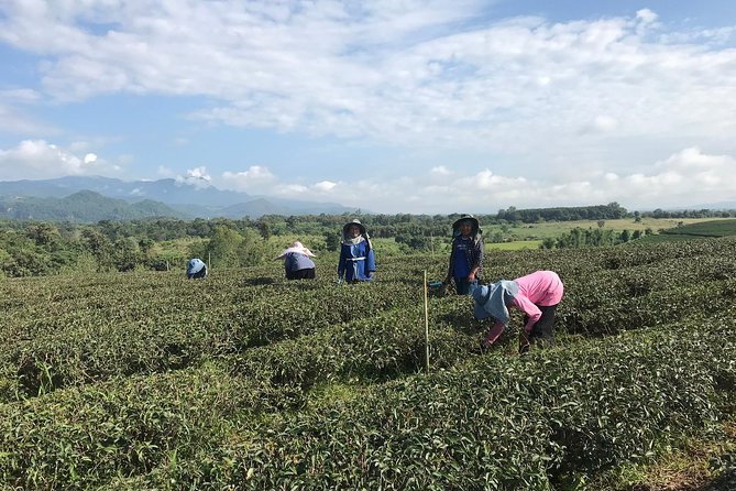 Best 2-Day: Explore Chiang Rai Landmarks from Chiang Mai, Private Trip - The Golden Triangle and Chiang Saen