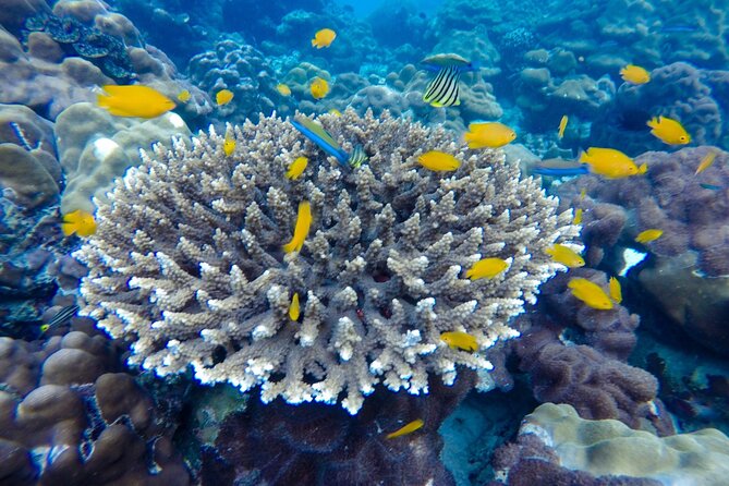 Best of Phi Phi Islands Snorkeling Tour from Phuket - Viking Cave adds context beyond beaches