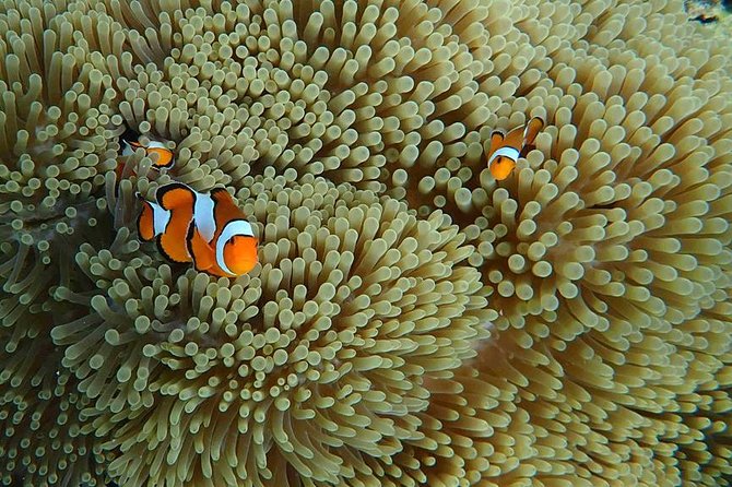 Best Seller - Surin Islands Snorkeling Trip from Khao Lak - Chong Kad Bay offers the first look underwater