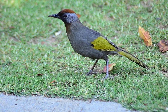 Bird Watching Doi Inthanon - Why Doi Inthanon is such a good birding day from Chiang Mai