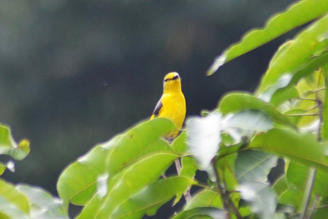 Bird Watching Doi Inthanon - Karen village coffee and optional sightseeing