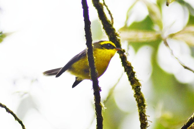 Bird Watching Doi Inthanon - The summit can be cold, so pack like it matters