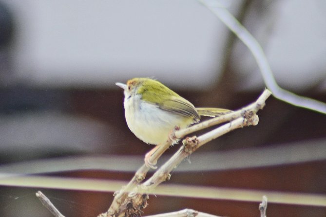 Bird Watching Doi Inthanon - Lunch at midday and the return to Chiang Mai