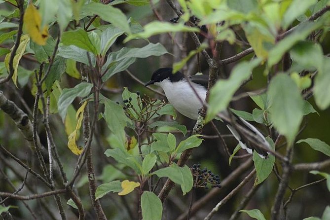 Bird Watching Doi Inthanon - What Joe adds to the experience