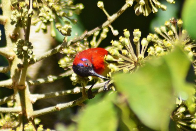 Bird Watching Doi Inthanon - Is the $159 price good value?