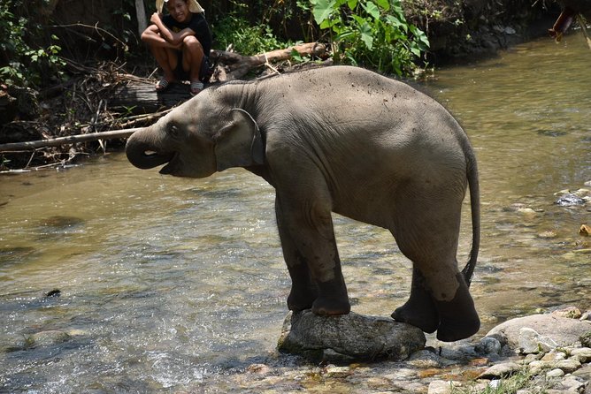 Care Pride Elephants: Full-Day Tour Experience - Why this elephant day feels different