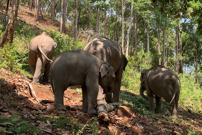 Care Pride Elephants: Full-Day Tour Experience - Feeding the elephants several times