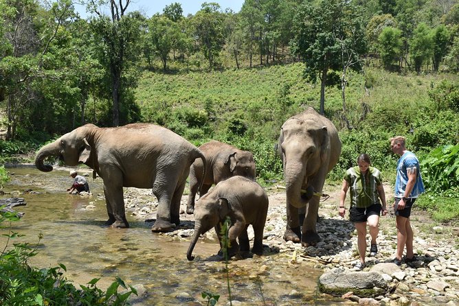 Care Pride Elephants: Full-Day Tour Experience - Walking uphill with the elephants