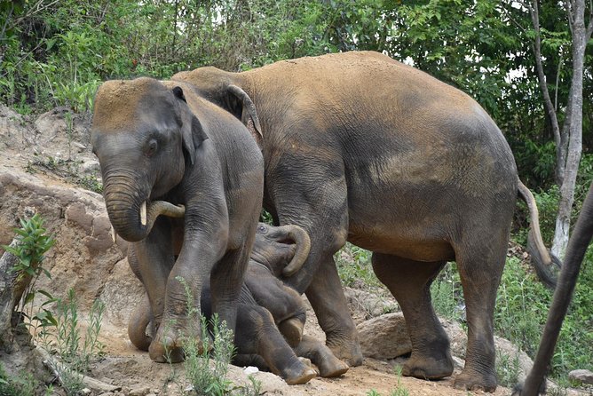 Care Pride Elephants: Full-Day Tour Experience - The mud bath and river washing