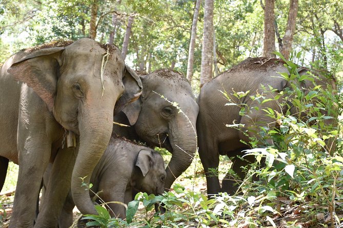 Care Pride Elephants: Full-Day Tour Experience - Group size, elephant numbers, and personal space