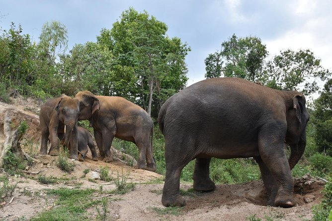 Care Pride Elephants: Full-Day Tour Experience - Meeting the family and learning elephant care