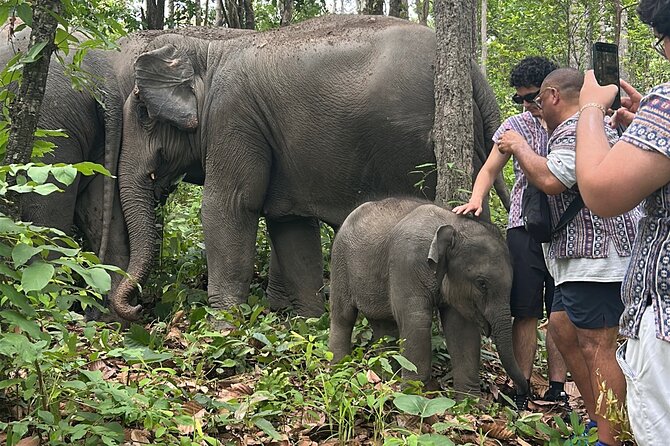 Chiang Mai 1 Day: Elephant Sanctuary, Waterfall & Bamboo Rafting - Key things to know before booking