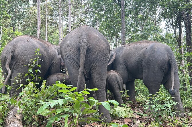 Chiang Mai 1 Day: Elephant Sanctuary, Waterfall & Bamboo Rafting - The early ride from Chiang Mai to Doi Inthanon