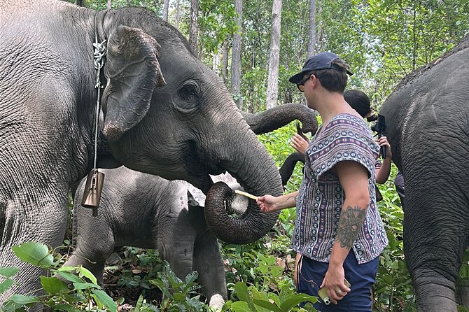 Chiang Mai 1 Day: Elephant Sanctuary, Waterfall & Bamboo Rafting - Three hours with the elephants