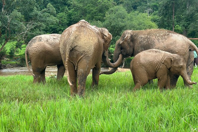 Chiang Mai 3 in 1 Zipline, Elephants and Sticky Waterfall - Lunch that keeps the schedule moving