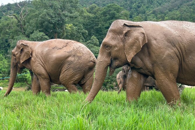 Chiang Mai 3 in 1 Zipline, Elephants and Sticky Waterfall - Climbing Bua Thong Sticky Waterfall