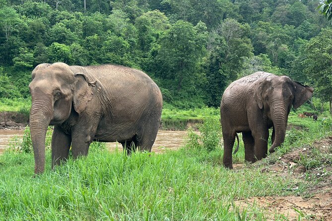 Chiang Mai 3 in 1 Zipline, Elephants and Sticky Waterfall - The guide can make or break a packed day