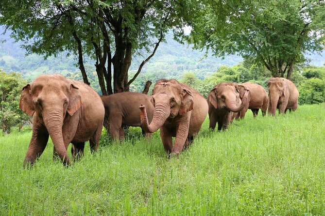 Chiang Mai ATV White Water Rafting and Elephant Sanctuary Full-Day Trip - ATV riding through rice fields and mountain country