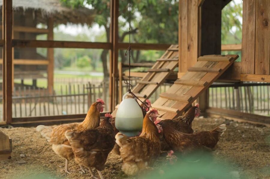 Chiang Mai: Authentic Cooking Class with Market & Farm Visit - Dietary needs and family considerations