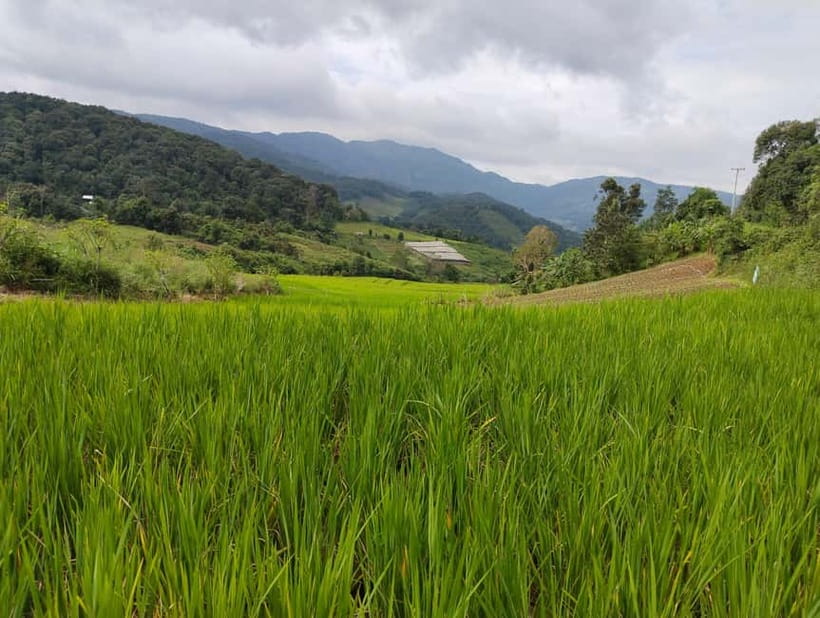 Chiang Mai Authentic Trekking - The local market sets up your forest lunch