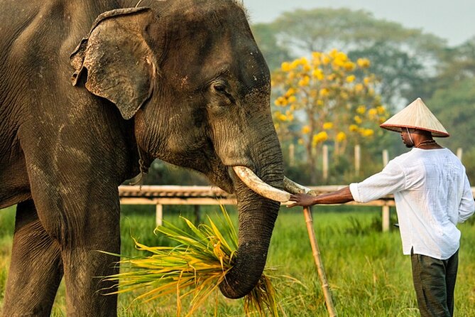 Chiang Mai Chapulin Elephant Care and Sticky Waterfall - Thai lunch or an afternoon tea set