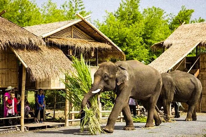 Chiang Mai Chapulin Elephant Care and Sticky Waterfall - Adding Bua Thong Sticky Waterfall