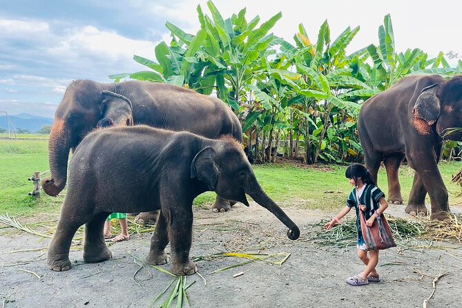 Chiang Mai Chapulin Elephant Care and Sticky Waterfall - Arriving among the rice fields
