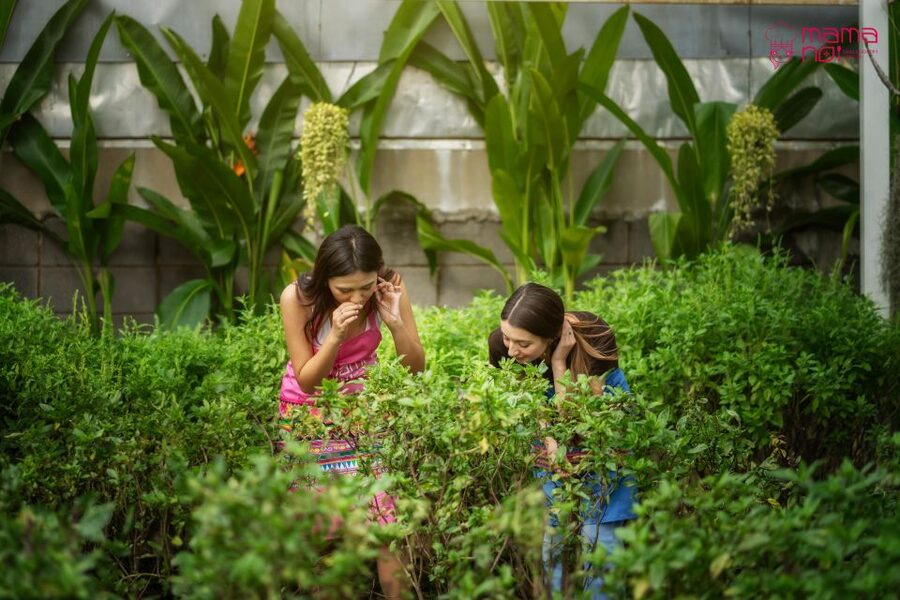 Chiang Mai: Cooking Class with Organic Farm at Mama Noi - What the $32 Price Really Buys You