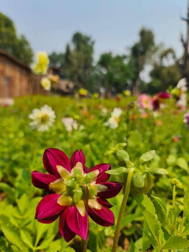 Chiang Mai: Dantewada Land of Angels & Sticky Waterfall Tour - What the guides add to the experience